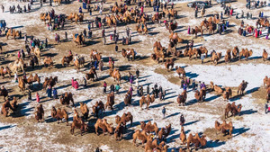 Дэлхийд ганцхан “Түмэн тэмээний баяр”